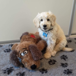 AFP Plyshunden Futte | Bamse med hjertelyd